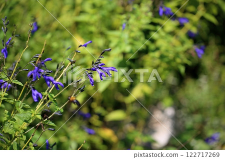 清爽的瓜拉尼蒂卡鼠尾草花 122717269