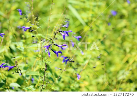 清爽的瓜拉尼蒂卡鼠尾草花 清爽的瓜拉尼蒂卡鼠尾草花 122717270