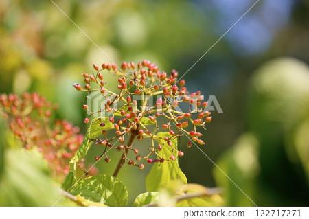 Viburnum berries turn color Viburnum berries turn color 122717271