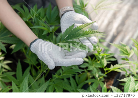 Gardener examining vibrant cannabis leaves with protective gloves in a flourishing greenhouse, emphasizing care and growth Gardener examining vibrant cannabis leaves with protective gloves in a flourishing greenhouse, emphasizing care and growth 122717970