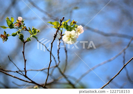 Fresh flowers 122718153