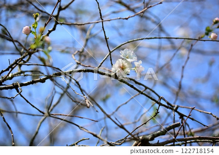 Fresh flowers 122718154