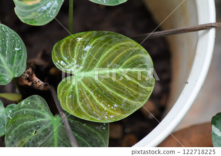 Philodendron Gloriosum ,Philodendron plant 122718225