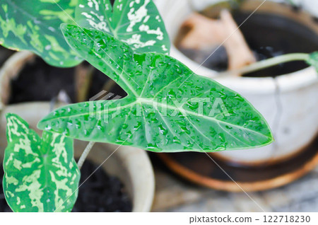 Alocasia longiloba miq, Alocasia longiloba or alocasia plant and rain droplet Alocasia longiloba miq, Alocasia longiloba or alocasia plant and rain droplet 122718230