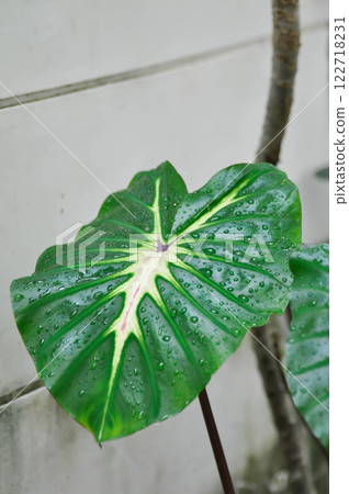 Colocasia esculenta White Lava, Colocasia White Lava or Colocasia variegated, Colocasia esculenta Nancys Revenge and rain droplet Colocasia esculenta White Lava, Colocasia White Lava or Colocasia variegated, Colocasia esculenta Nancys Revenge and rain droplet 122718231