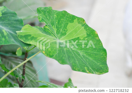 Colocasia esculenta midori sour, Colocasia ,midori sour or Colocasia plant Colocasia esculenta midori sour, Colocasia ,midori sour or Colocasia plant 122718232