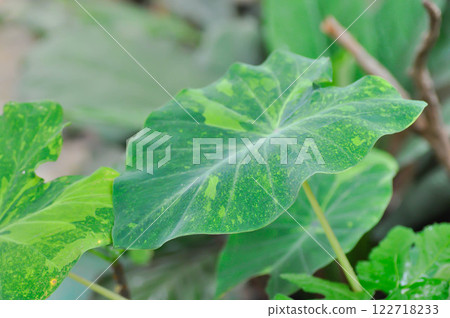 Colocasia esculenta midori sour, Colocasia ,midori sour or Colocasia plant Colocasia esculenta midori sour, Colocasia ,midori sour or Colocasia plant 122718233