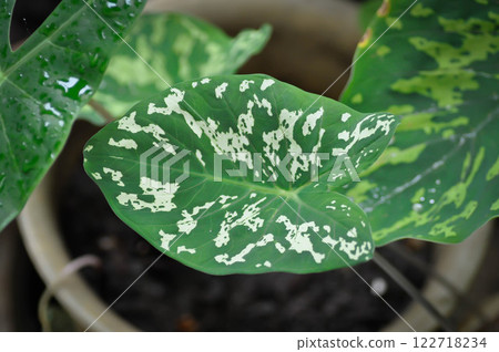 Colocasia Esculenta Hilo Beauty,Colocasia or Esculenta Hilo or Colocasia bicolor Colocasia Esculenta Hilo Beauty,Colocasia or Esculenta Hilo or Colocasia bicolor 122718234