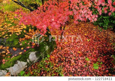 信州中野區西鄉寺庭院的秋葉 122718411