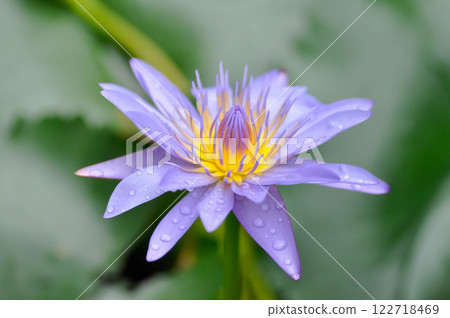 lotus or florescent purple lotus and rain droplet lotus or florescent purple lotus and rain droplet 122718469