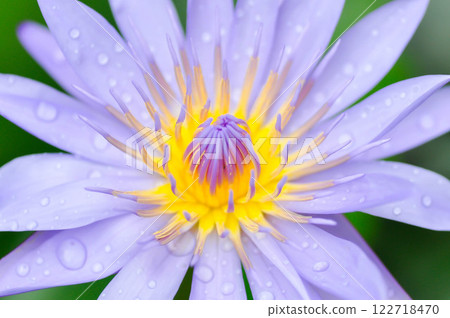 lotus or florescent purple lotus and rain droplet lotus or florescent purple lotus and rain droplet 122718470