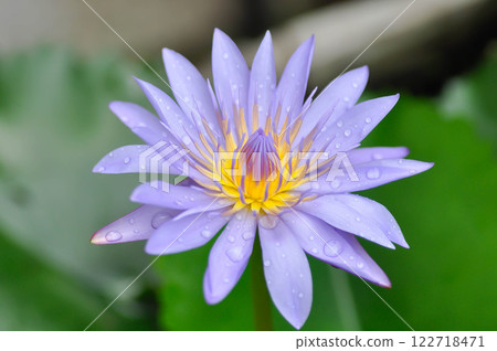 lotus or florescent purple lotus and rain droplet lotus or florescent purple lotus and rain droplet 122718471
