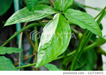 Syngonium podophyllum, Arrowhead Vine or Goosefoot Plant or Araceae and rain droplet Syngonium podophyllum, Arrowhead Vine or Goosefoot Plant or Araceae and rain droplet 122718472