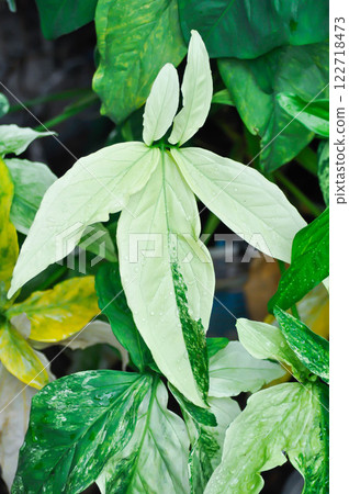 Syngonium podophyllum, Arrowhead Vine or Goosefoot Plant or Araceae and rain droplet 122718473