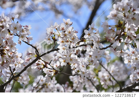 櫻花 櫻花 122718617