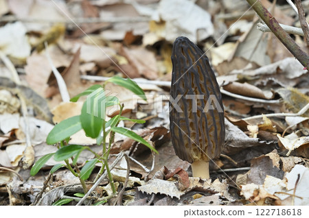 Asbiboso amigasatake 122718618