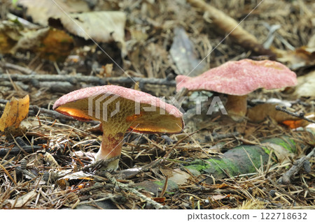 Larch tree bani Hanaiguchi 122718632