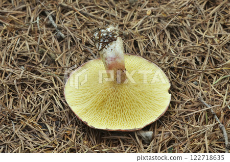 Larch tree bani Hanaiguchi 122718635