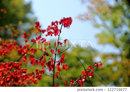 Autumn Leaves Autumn Leaves 122718677