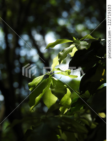 日本冬青的嫩葉 日本冬青的嫩葉 122719103