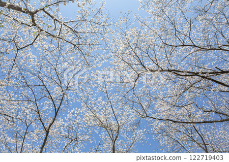 Cherry blossoms in full bloom against the blue sky Cherry blossoms in full bloom against the blue sky 122719403