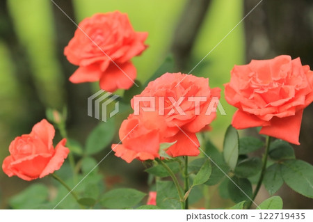 盛開的紅玫瑰 122719435
