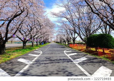 藤岡虎瀨運動公園的櫻花樹 122719493