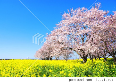 Cherry blossoms and rape blossoms at Watarase Retarding Basin 122719495