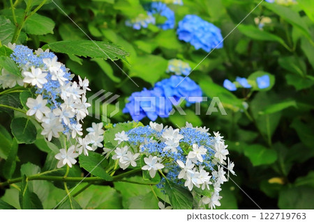 Hakari繡球花 Hakari繡球花 122719763