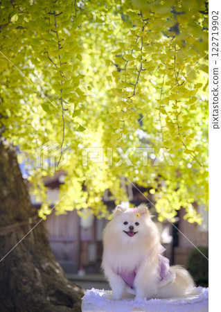 The large ginkgo tree at Sakadono Shrine in Katsuragi Town, Wakayama Prefecture 122719902