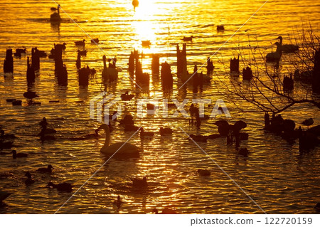 Swan Village Swan Village 122720159