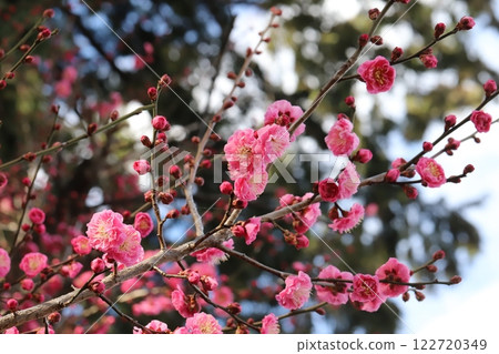 冬季公園盛開的粉紅梅花 冬季公園盛開的粉紅梅花 122720349