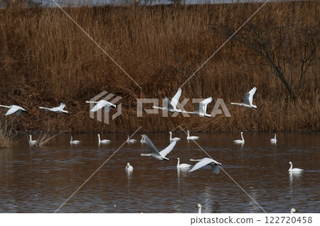 A flock of swans flying out 122720458
