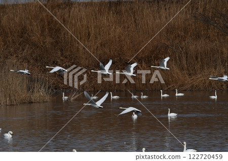 A flock of swans flying out 122720459