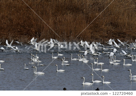 A flock of swans flying out 122720460