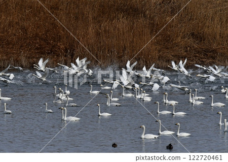 A flock of swans flying out 122720461