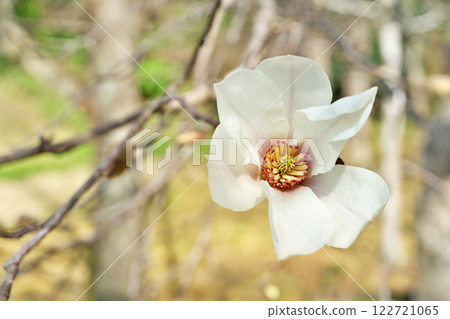 白玉蘭kobus花（春天，三月） 122721065