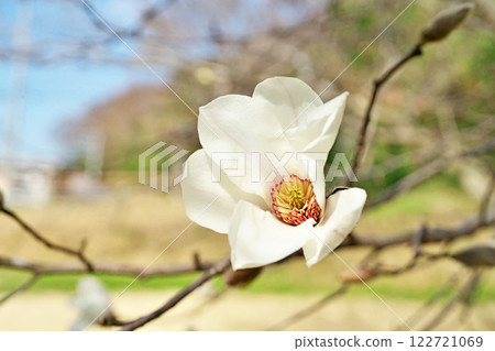 白玉蘭kobus花（春天，三月） 122721069