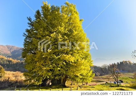 Autumn in Iiyama, Shinshu: The large ginkgo tree of Kobe stands out against the blue sky 122721173