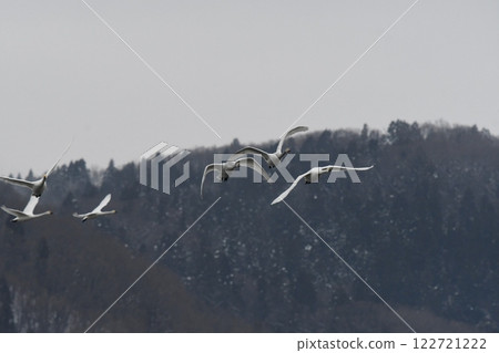 A flock of swans flying out, with a mountain background A flock of swans flying out, with a mountain background 122721222