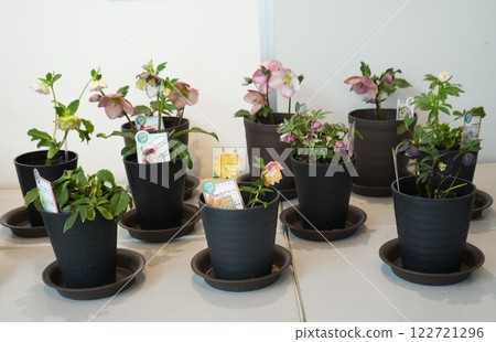 盆栽聖誕玫瑰 122721296