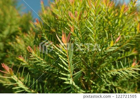Melaleuca bracteata macro leaves small world Melaleuca bracteata macro leaves small world 122721505