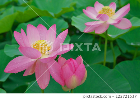 Ancient lotus flowers soaked in rain (Arajindani Historical Park: Izumo City) 122721537