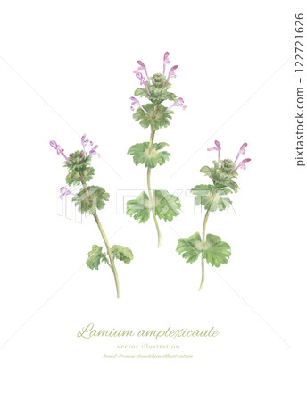 紫花地丁 (Lamium amplexicaule) 的水彩插圖 122721626
