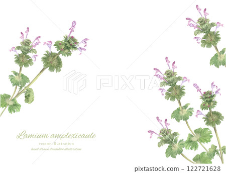 Illustration of Lamium amplexicaule painted in watercolor 122721628