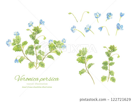 Watercolor illustration of persian quince 122721629