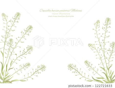 蒲公英的水彩插圖 蒲公英的水彩插圖 122721633