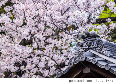 Tiled roofs and cherry blossoms in full bloom Tiled roofs and cherry blossoms in full bloom 122721675