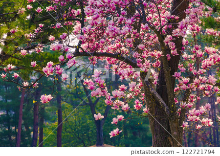 Magnolia flower Magnolia flower 122721794