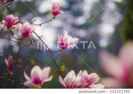 Magnolia flower Magnolia flower 122721795